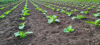 Tarlada tütün bitkisi yetişiyor.