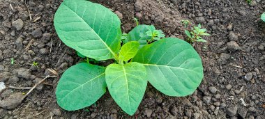 Tarlada tütün bitkisi yetişiyor.