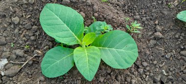 Tarlada tütün bitkisi yetişiyor.