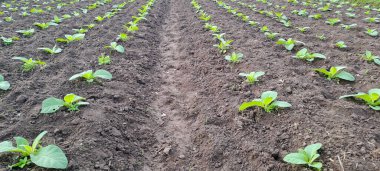 Tarlada tütün bitkisi yetişiyor.