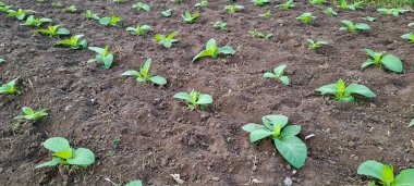 Tarlada tütün bitkisi yetişiyor.