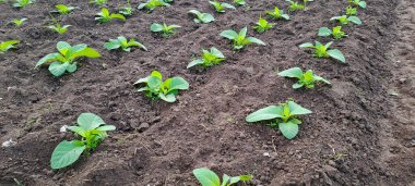 Tarlada tütün bitkisi yetişiyor.