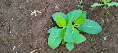 Tarlada tütün bitkisi yetişiyor.