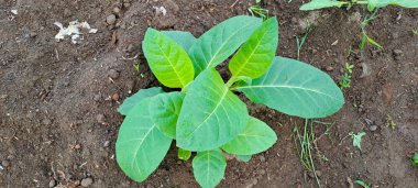 Tarlada tütün bitkisi yetişiyor.