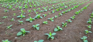 Tarlada tütün bitkisi yetişiyor.