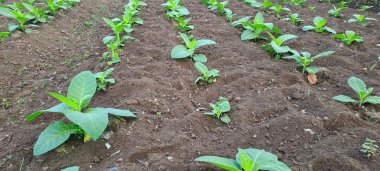 Tarlada tütün bitkisi yetişiyor.