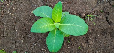 Tarlada tütün bitkisi yetişiyor.