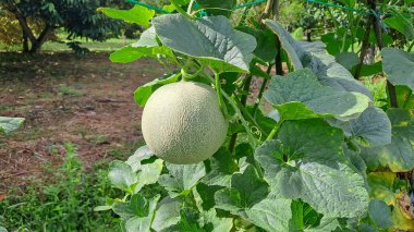 Organik kavun yeşil ev çiftliğinde yetişen yeşil kavun kavunu güzel yeşil yapraklar. yeşil kavun çiftlik arka planında
