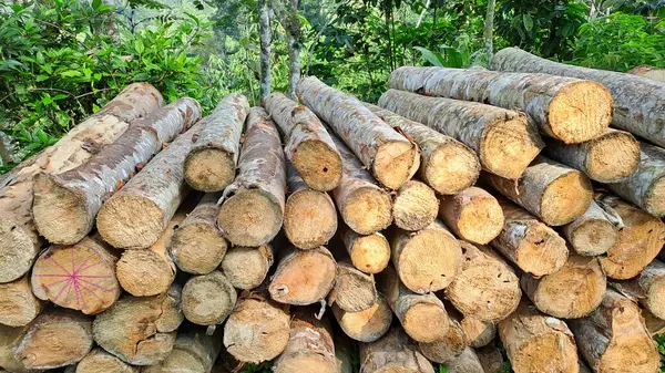 Doğal ahşap günlükleri yığını