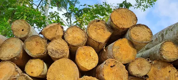 Doğal ahşap günlükleri yığını