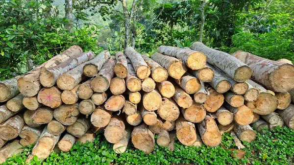 Doğal ahşap günlükleri yığını