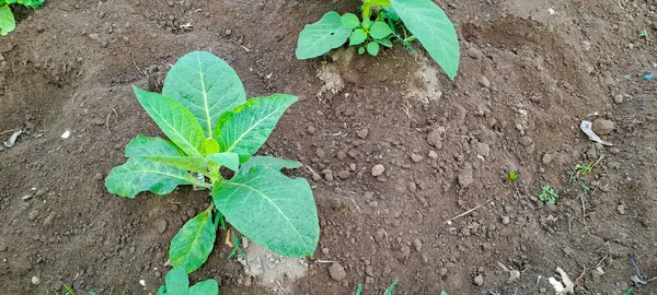 Tarlada tütün bitkisi yetişiyor.