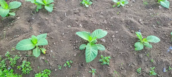 Tarlada tütün bitkisi yetişiyor.