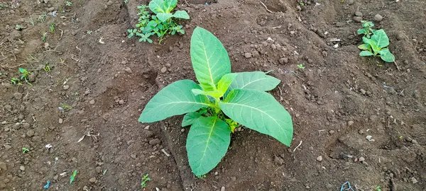 Tarlada tütün bitkisi yetişiyor.