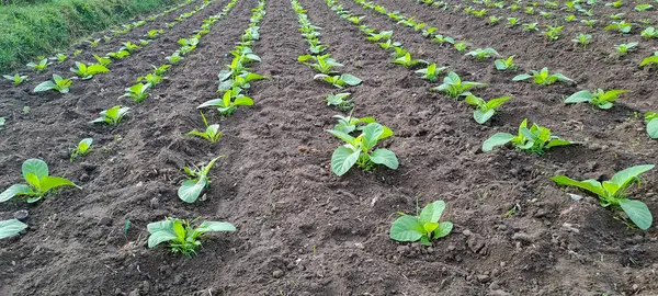 Tarlada tütün bitkisi yetişiyor.