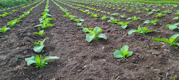 Tarlada tütün bitkisi yetişiyor.