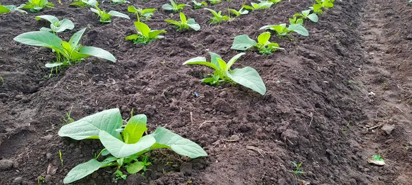 Tarlada tütün bitkisi yetişiyor.