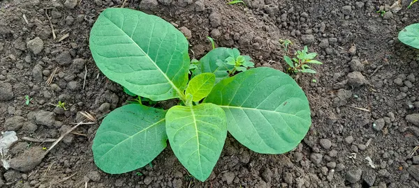 Tarlada tütün bitkisi yetişiyor.