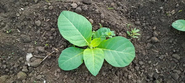 Tarlada tütün bitkisi yetişiyor.