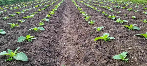 Tarlada tütün bitkisi yetişiyor.