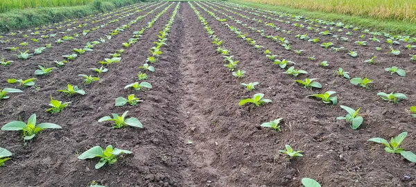 Tarlada tütün bitkisi yetişiyor.