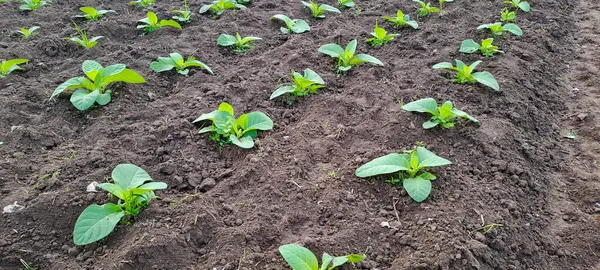 Tarlada tütün bitkisi yetişiyor.