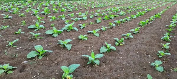 Tarlada tütün bitkisi yetişiyor.