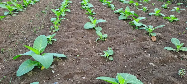 Tarlada tütün bitkisi yetişiyor.