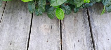 Çay yapraklı ahşap zemin