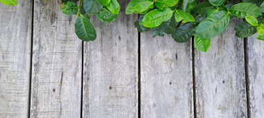 Çay yapraklı ahşap zemin