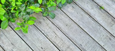 Çay yapraklı ahşap zemin