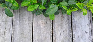 Çay yapraklı ahşap zemin