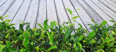 Çay yapraklı ahşap zemin