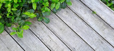 Çay yapraklı ahşap zemin