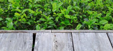 Çay yapraklı ahşap zemin