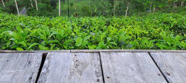 Çay yapraklı ahşap zemin