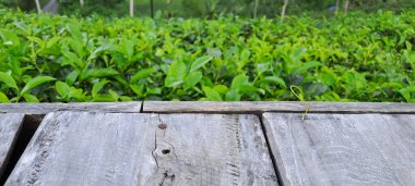 Çay yapraklı ahşap zemin