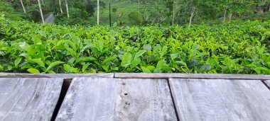 Çay yapraklı ahşap zemin