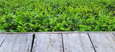 Çay yapraklı ahşap zemin