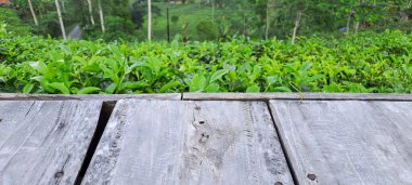 Çay yapraklı ahşap zemin