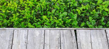 Çay yapraklı ahşap zemin