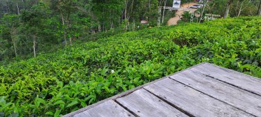 Çay yapraklı ahşap zemin