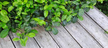 Çay yapraklı ahşap zemin