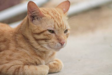 Genç turuncu evcil kedinin yakın çekimi