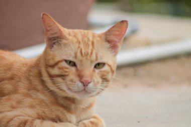 Genç turuncu evcil kedinin yakın çekimi