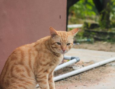 Genç turuncu evcil kedinin yakın çekimi