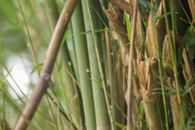 Bahçedeki yeşil bambu ağacı. Bambu ormanlarının arka planı
