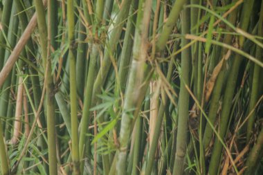 Bahçedeki yeşil bambu ağacı. Bambu ormanlarının arka planı