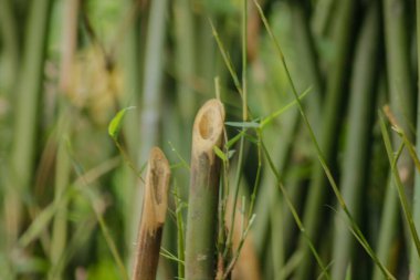 Bahçedeki yeşil bambu ağacı. Bambu ormanlarının arka planı
