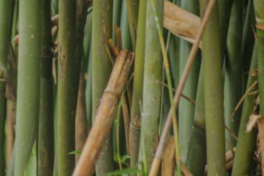 Bahçedeki yeşil bambu ağacı. Bambu ormanlarının arka planı